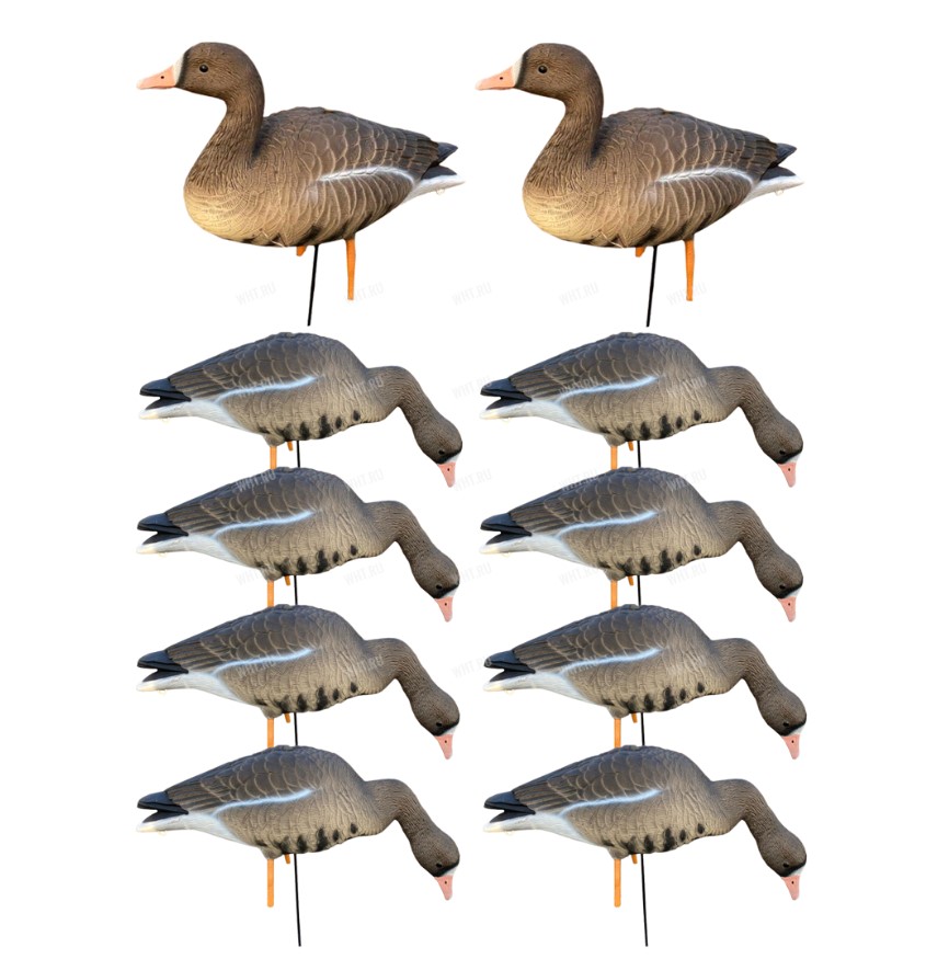 Гусь белолобый Oscar Decoys Elite 3D Speckbelly Goose (комплект 10шт) /ESG10/ (2)